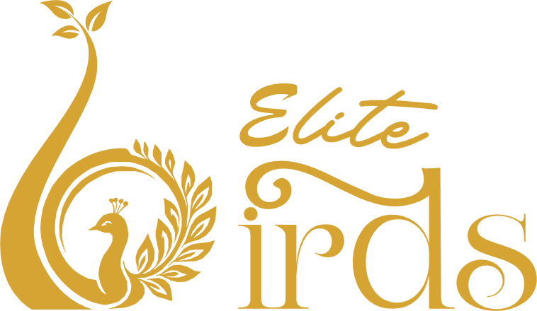 Logo Designing 8 Elite Birds